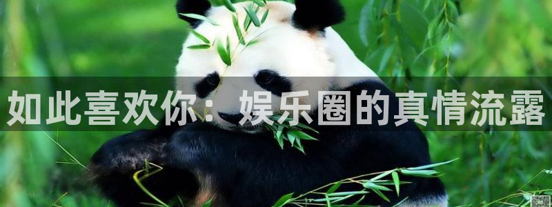杏悦平台招商：如此喜欢你：娱乐圈的真情流露